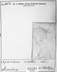 Crepidotus mollis image